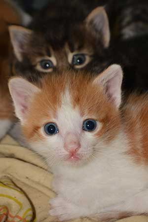 Котенок