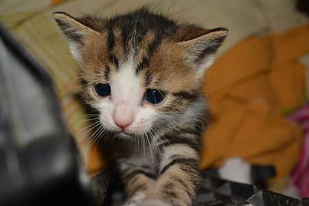 Котенок